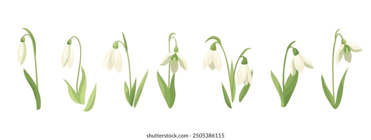 Set of white spring flowers and snowdrop buds. Collection wildflower plants. Wild early blooming flowers. Vector flat design elements for print, card, flyer, banner isolated white background