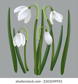 Set of white spring vector flowers, snowdrop leaves and stems, symbol of spring and spring holidays