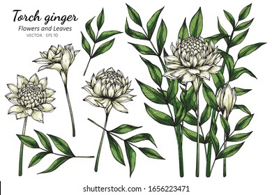 Set of White Torch ginger flower and leaf drawing illustration with line art on white backgrounds.