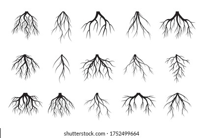 Conjunto de raíces de árbol blanco sobre fondo negro. Ilustración vectorial. Planta en el jardín.