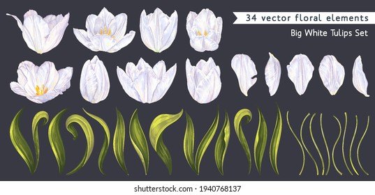 Set of white tulips. Spring realistic flowers. Vector high detailed clip-art elements isolated on dark background. Easy to edit and customize to fit your designs, patterns, postcards, banners, posters