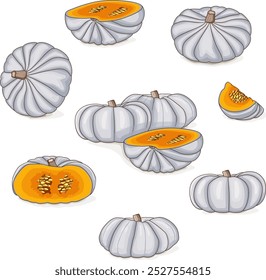 Set of White Valenciano pumpkin. Winter squash. Cucurbita maxima. Vegetables. Clip art. Isolated vector illustration.