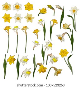 Set of white and yellow daffodils isolated on white background