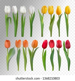 Set of white, yellow, orange and red tulips isolated on a transparent background. Photo realistic vector spring flowers for any festive decoration, design, banner, poster, invitation, brochure.