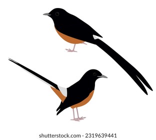 Un conjunto de pájaro shama moreno. Copsychus malabaricus aislado en un fondo blanco. Caramelos del Viejo Mundo, Muscicapidae. Ilustración vectorial.