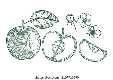 Set aus ganzen Apfeln, geschnittenen Stücken, halb und blumen einzeln auf weißem Hintergrund. 