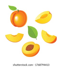 Set with whole apricots and pieces of apricots on a white background. Vector illustration.