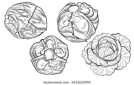 Set of whole cabbage vegetable outline style for drawing book vector illustration isolated on white background