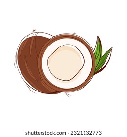 Set of whole coconut, coconut halves and palm leaves. Vector illustration. 