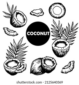 Set Of Whole Coconut, Coconut Halves, Pieces Of Pulp And Palm Leaves. Food Desert Drink Ingredient. Black Doodle, Simple Style. Hand Draw Vector