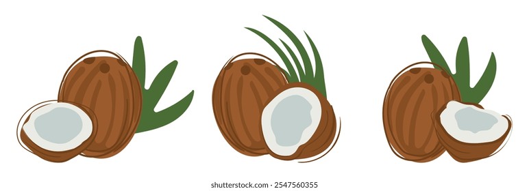 Set of whole coconut and slices. Fresh, juicy and tasty tropical fruits. Coconut milk or oil. Organic fruits vector illustration. Eco-label for natural taste. Exotic juices, smoothies, cosmetics.