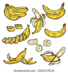 Conjunto de inteiro, cortado ao meio, bananas frescas fatiadas, ramos de banana, banana - desenhado à mão ilustração vetorial sobre fundo branco. Coleção de citrinos maduros suculentos brilhantes