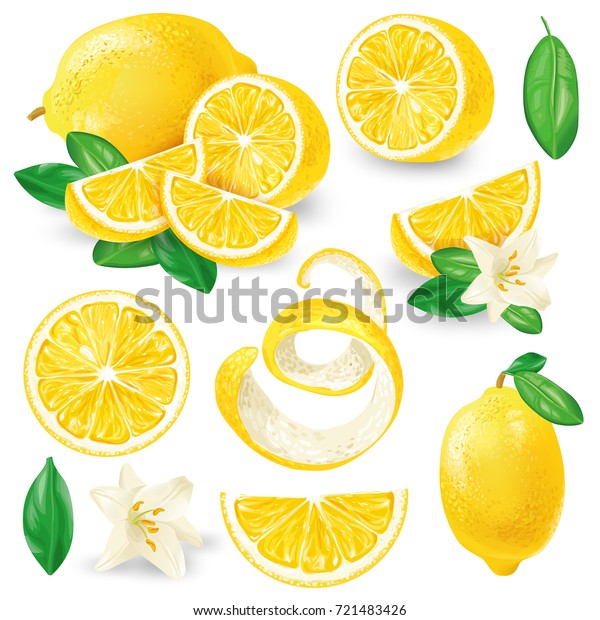 白い背景に全体を切り 半分に切り 新鮮なレモン 葉と花を切り レモンの皮をひねった手描きのベクターイラスト 汁気の多い熟したかんきつ類の鮮やかなコレクション のベクター画像素材 ロイヤリティフリー