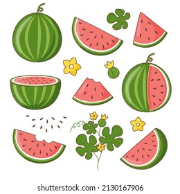 Set of whole and cutted watermelon
