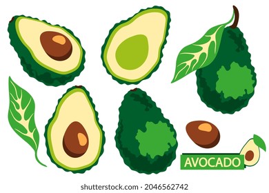 Set of whole and half avocado with seed and leaf. Abstract fruit. Cartoon style. Vector illustration.