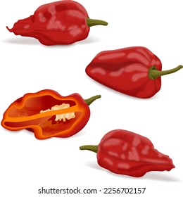 Se monta con la mitad de los pimientos de chile fantasma de Bhut Jolokia. Naga jolokia. U-morok. Capsicum chinense. Pimienta picante. Pimienta chile. Verduras. Ilustración vectorial aislada en fondo blanco.