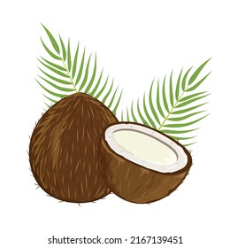 Set of whole, half, cut slice coconut fruits and leaves isolated on white background. Summer fruits. Vector illustration for design or print