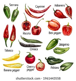 Set whole and half different pepper. Cayenne, cherry, chilaca, poblano, rocoto, serrano, tabasco, bell, jalapeno, habanero. Vector vintage hatching color illustration isolated on white