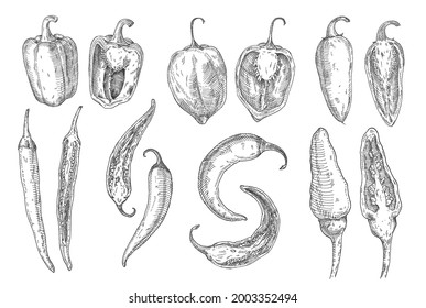 Set whole and half different type pepper chilli. Cayenne, chili, tabasco, bell, jalapeno, habanero. Vector vintage hatching color illustration isolated on white