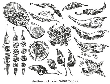 Set of whole and half different type pepper chili with seeds. Outline hand drawn vector illustration. Vintage kitchen background. Isolated hatching black objects on white background.