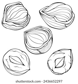 Set with whole and half hazelnuts. Peeled kernel and in shell. Vector illustration in hand drawn sketch doodle style. Line art diet snack isolated on white. Design for coloring book, print