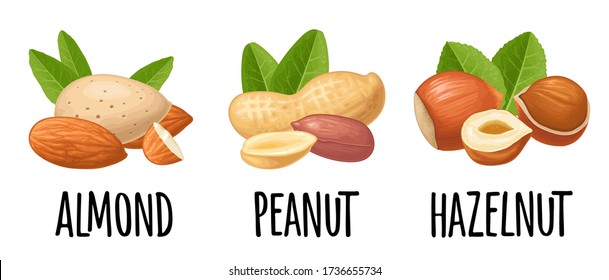 Set whole and half nut seed with green leaves. Vector color realistic illustration. Isolated on white background. Handwriting lettering hazelnut, peanut, almond