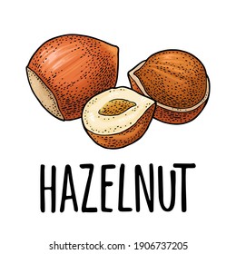 Set whole and half nut seed. Vector color engraving vintage illustration. Isolated on white background. Handwriting lettering hazelnut