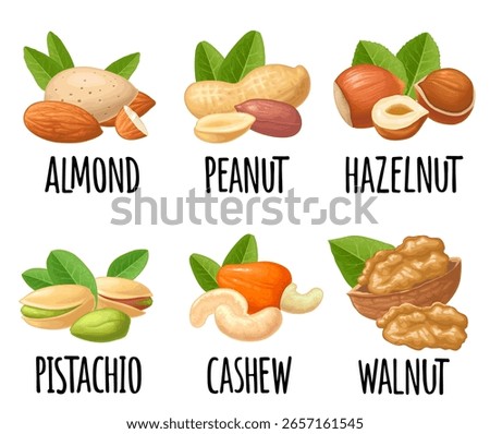 Set whole and half nut seed. Vector color realistic illustration. Isolated on white background. Handwriting lettering hazelnut, peanut, almond, cashew, pistachio, walnut
