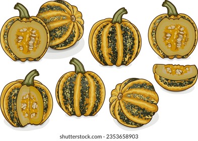 Set with whole, half, quarter of American Tonda pumpkin or Americana Tonda squash. Winter squash. Cucurbita pepo. Fresh, organic, raw fruits and vegetables. Clipart. Isolated vector illustration.