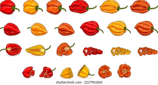 Set with whole, half, quarter, slices, and wedges of habanero chili peppers. Red, orange, and yellow habanero. Vegetables. Cartoon style. Vector illustration isolated on white background.