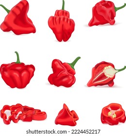 Está acondicionada con medias, medias, cuartos, rodajas y cuñas de pimientos bonnet de whisky rojo. Capsicum chinense. Pimienta picante. Verduras ecológicas frescas. Ilustración vectorial aislada en fondo blanco.