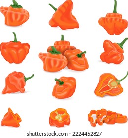 Todo ello con medias, medias, cuartos, rodajas y trozos de pimientos bonnet anaranjados. Capsicum chinense. Pimienta picante. Verduras ecológicas frescas. Ilustración vectorial aislada en fondo blanco.