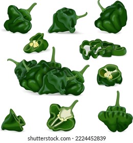 Set with whole, half, quarter, slices, and wedges of green scotch bonnet peppers. Capsicum chinense. Hot chili pepper. Fresh organic vegetables. Vector illustration isolated on white background.