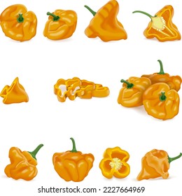 Set with whole, half, quarter, slices, and wedges of yellow scotch bonnet peppers. Capsicum chinense. Hot chili pepper. Fresh organic vegetables. Vector illustration isolated on white background.