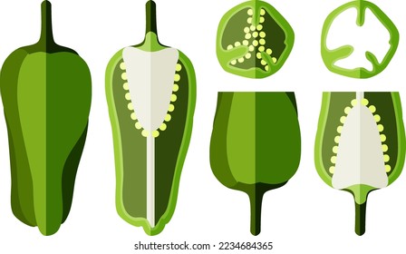 Set with whole, half, quarter, and slices of Green small Padron peppers. Pimientos de padron. Capsicum annuum. Chili pepper. Vegetables. Flat style. Vector illustration isolated on white background.