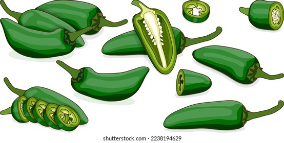 Set with whole, half, quarter, slices of Green Jalapeño chili peppers. Jalapeno. Capsicum annuum. Chili pepper. Vegetables. Cartoon style. Vector illustration isolated on white background.