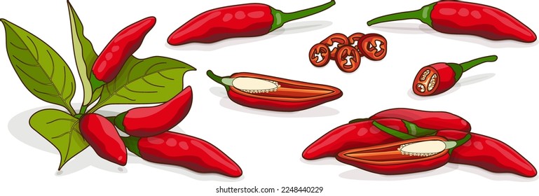 Se ubica con trozos de Peppers Tabasco enteros, a medio cuarto. Pimientos calientes. Pimientos con hojas. Capsicum annuum. Pimienta chile. Verduras. Estilo de caricatura. Ilustración vectorial aislada en fondo blanco.