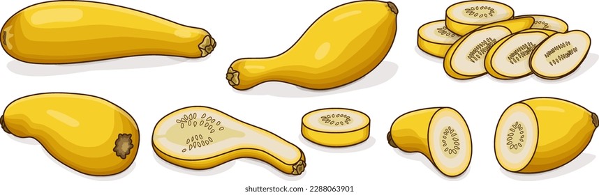 Set with whole, half, quarter, slices of Crookneck Yellow Squash. Summer squash. Cucurbita pepo. Cucurbitaceae. Fruits and vegetables. Cartoon style. Vector illustration isolated on white background.