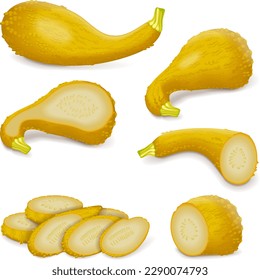 Set with whole, half, quarter, slices of Hard yellow Crookneck Squash. Summer squash. Cucurbita pepo. Cucurbitaceae. Fresh, raw fruits and vegetables. Vector illustration isolated on white background.