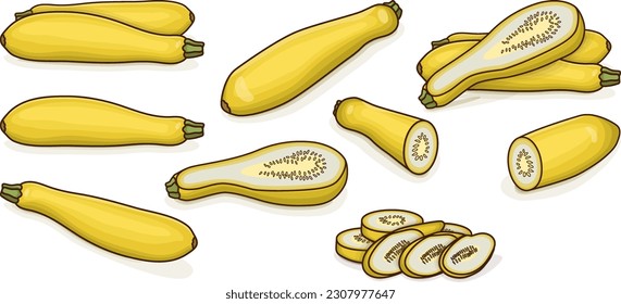 Set with whole, half, quarter and slices of StraightNeck or Straight Neck. Summer squash. Cucurbita pepo. Fruits and vegetables. Cartoon style. Vector illustration isolated on white background.