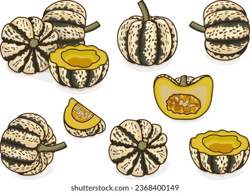 Set with whole, half, quarter of Sweet Dumpling squash. Winter squash. Cucurbita pepo. Fruits and vegetables. Clipart. Isolated vector illustration.