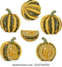 Set with whole, half, quarter, and wedges of American Tonda pumpkin or Americana Tonda squash. Winter squash. Cucurbita pepo. Fruits and vegetables. Isolated vector illustration.