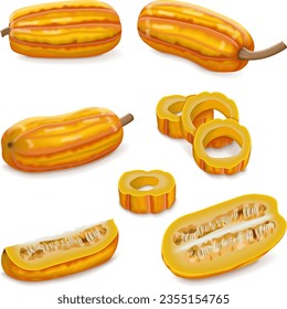 Set with whole, half, quarter, and wedges of Delicata squash or Bohemian squash. Winter squash. Cucurbita pepo. Fruits and vegetables. Isolated vector illustration.