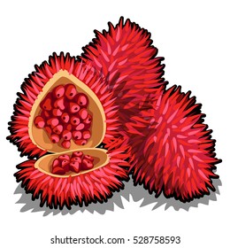 Set of whole and half of ripe Annatto tree fruit (Bixa orellana). Element of a popular seasoning for marinate. Tropical fruits isolated on a white background. Vector illustration.