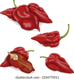 Todo, medio y trozos de pimienta de Naga Viper. Capsicum chinense. Pimienta picante. Pimienta chile. Verduras frescas, orgánicas, crudas, veganas. Ilustración vectorial aislada en fondo blanco.