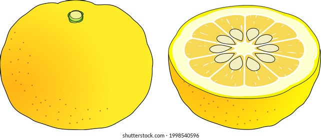 Satz von zweieinhalb Yuzu, eine sehr aromatische Zitrusfrucht