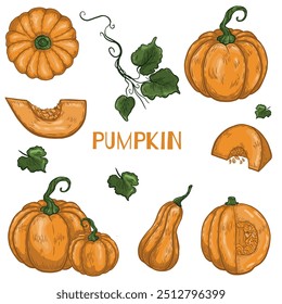 A set of whole, halved, sliced fresh pumpkins, leaves and seeds is a hand-drawn vector illustration on a white background. Bright juicy ripe vegetable and fruit collection. Healthy food. Autumn