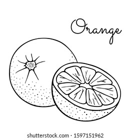 Set of whole orange and a half (mandarin, clementine, tangerine). Fresh citrus fruits lobule. Hand drawn sketch. Vector illustration isolated on a white background. Design elements. Coloring book page