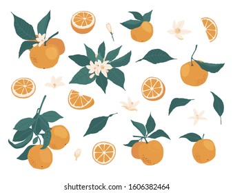 Set of whole oranges on a branch with leaves and pieces, flowers isolated on a white background in a flat style. Vector stock illustration