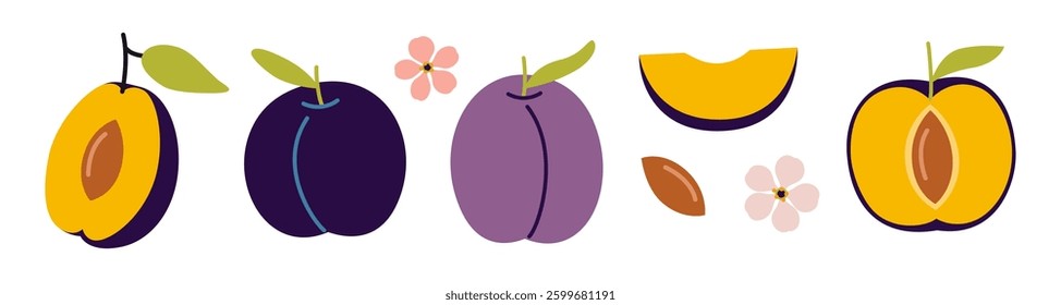 Set with Whole plum, halved fruit with a pit, slice and flower. Modern vector illustration isolated on white background, hand drawn, flat design